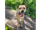 Adopt Elliot a Mixed Breed