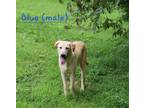 Adopt Disney Character- Baloo a Labrador Retriever, Great Pyrenees