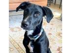 Adopt POPPY a Labrador Retriever, Mountain Cur