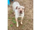 Adopt Speckles a Pit Bull Terrier