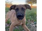 Adopt Screech a Dutch Shepherd