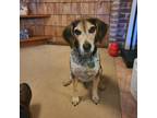 Adopt Sailor a Beagle, Black and Tan Coonhound