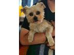 Adopt Arlo a Yorkshire Terrier