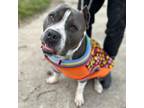 Adopt Chubby a American Staffordshire Terrier