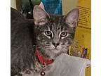Adopt Toby a Domestic Short Hair