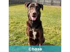 Adopt Chase a Mixed Breed, Chocolate Labrador Retriever