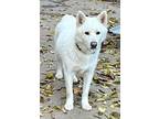 Adopt Marsh a Husky, Siberian Husky