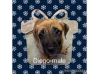 Adopt Diego a Pit Bull Terrier