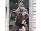 Adopt Bubbly Champagne a Pit Bull Terrier