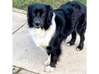 Adopt Thumper a Border Collie, Mixed Breed