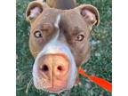 Adopt Meadow a Pit Bull Terrier