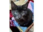 Adopt Wolfie (M) a Domestic Short Hair, Tabby