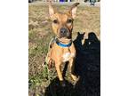 Adopt Colbie a Pit Bull Terrier