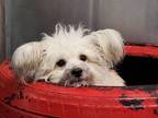 Adopt Hewey a Havanese, Yorkshire Terrier