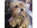 Adopt Wookie a Yorkshire Terrier