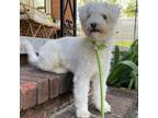 Adopt Johnny a Poodle, Bichon Frise