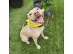 Adopt Cheesy a American Staffordshire Terrier
