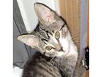 Adopt Frankie a Domestic Short Hair