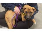 Adopt Logan a German Shepherd Dog, Boxer