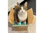 Adopt Saffron a Domestic Short Hair