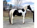 Black and White Spotted saddle gelding [SOLD]