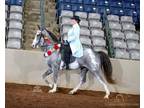 Tennessee Walking Horse Mare