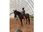 Gaited beginner safe lesson trail riding mare