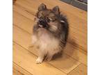 Pomeranian Puppy for sale in Kingman, AZ, USA