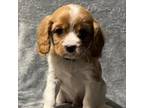 Cavalier King Charles Spaniel Puppy for sale in Purdin, MO, USA
