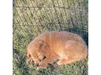 Golden Retriever Puppy for sale in Purdin, MO, USA