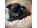 Shih Tzu Puppy for sale in Cincinnati, OH, USA
