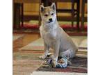 Shiba Inu Puppy for sale in Neosho, MO, USA