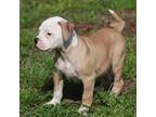 Olde Bulldog Puppy for sale in Luling, TX, USA