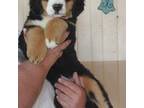 Bernese Mountain Dog Puppy for sale in Millerton, PA, USA