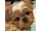 Shih Tzu Puppy for sale in Shirley, NY, USA