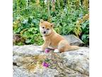 Shiba Inu Puppy for sale in Phillipsburg, NJ, USA