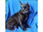 French Bulldog Puppy for sale in Milan, MO, USA