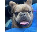 French Bulldog Puppy for sale in Schaumburg, IL, USA