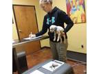 Dalmatian Puppy for sale in Faison, NC, USA