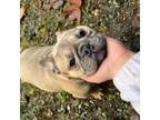 French Bulldog Puppy for sale in Bellingham, WA, USA