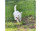 West Highland White Terrier Puppy for sale in Auburndale, FL, USA