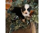 Miniature Australian Shepherd Puppy for sale in Muldrow, OK, USA