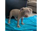 Blackis (blue nose pit)