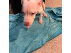 American Pit Bull Terrier Puppy for sale in Omaha, NE, USA