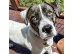 Adopt BENJI a White - with Tan, Yellow or Fawn Pit Bull Terrier / Basset Hound /