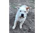 Adopt Gizmo a Jack Russell Terrier / American Pit Bull Terrier / Mixed dog in
