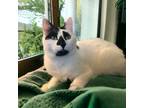 Adopt Lord Country Club a Black & White or Tuxedo Domestic Shorthair / Mixed