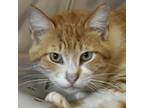 Adopt Cheeto a Orange or Red Domestic Shorthair / Domestic Shorthair / Mixed cat