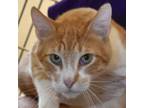 Adopt Cornflake a Orange or Red Domestic Shorthair / Domestic Shorthair / Mixed