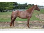 Adopt SURI a Bay Quarterhorse / Mixed horse in Union, MO (26387338)